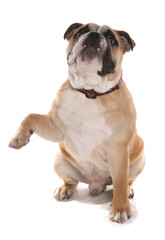 Obraz premium Bulldog