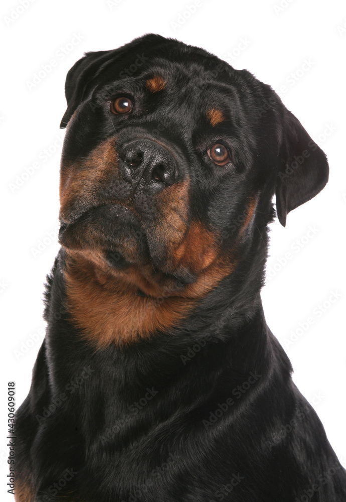 Wall mural Rottweiler dog studio portrait