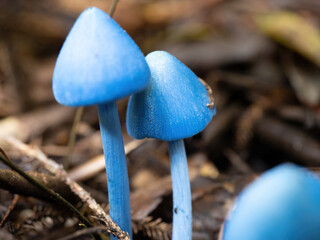 Werewere-kokako blue magic mushrooms (Entoloma hochstetteri) in Waitakere Ranges regional park, New Zealand
