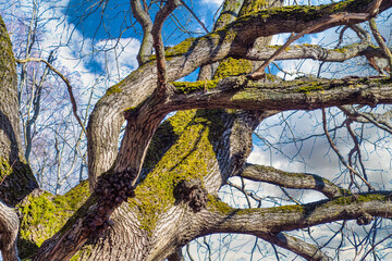 An old moss-covered tree with twisted branches at an unusual angle.