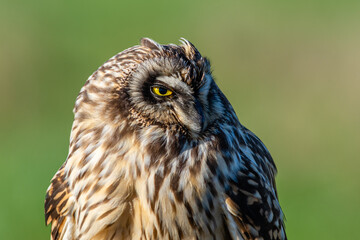 Short eared owl (Asio flammeus) head shot close up isolated on green background