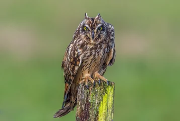 Zelfklevend Fotobehang Short-eared owl Asio flammeus perched close up with aggressive posture © SGR Photography