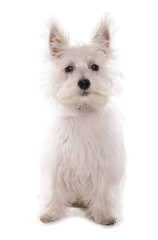 White west highland terrier puppy