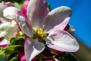 Obraz premium Spring flowers in European garden