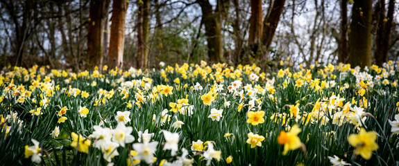 field of daffodils © Cori