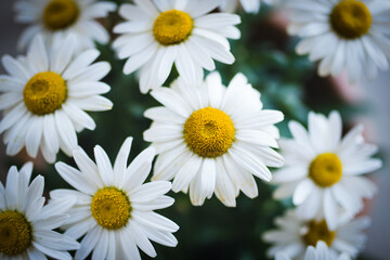 Obraz premium daisies in a garden