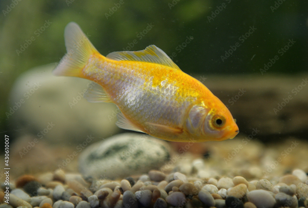 Wall mural Goldfish portrait