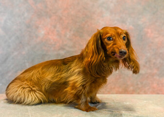 Dachshund miniature purebred studio