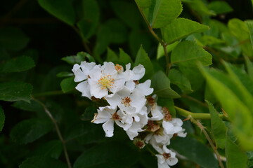 自然の草花たち