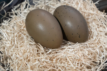 green eggs speckled with Gavia arctica. easter eggs on straw, easter