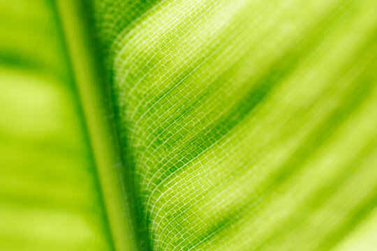Leaf green macro image background