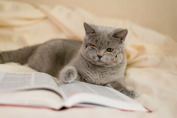grey British cat is reading a book. Smart pet. Animal librarian.
