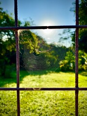 Teia de aranha em grade de portão antigo.