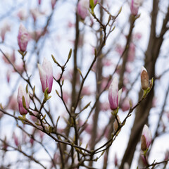 Pąki kwiatów magnolii na gałęziach drzewa wiosną © Joanna