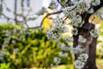 Spring flowers in European garden