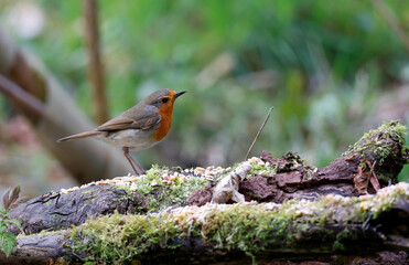 Eurasian robin feeding in the woods
