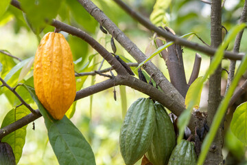 A very large yellow ripe cocoa in a Thai plantation But big ones, many seeds inside, green leaves in an orchard.