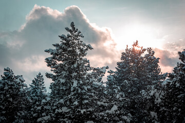 Trees with recent snow during sunset between the clouds