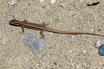 
lizard