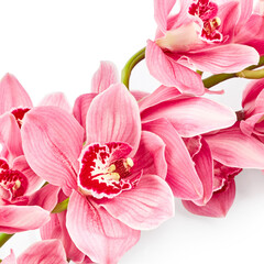 Fototapeta na wymiar Orchid flowers close up