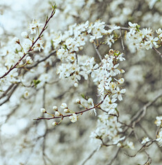White flowering tree in the springtime