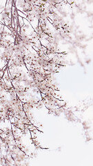 White flowering tree in the springtime. Close-up
