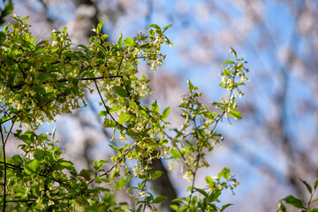 Small flowers of silverberry, Oleaster