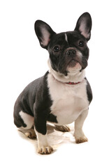 Boston Terrier