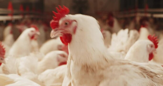Close up of rooster in the middle of jammed pack chicken coop