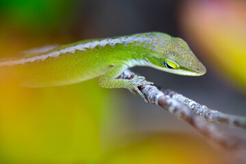 Green anole