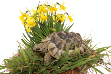 hermann tortoise in daffodils