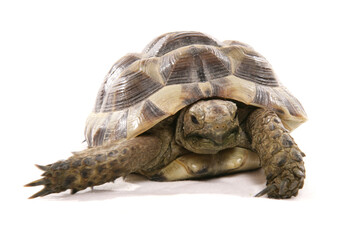 hermann tortoise