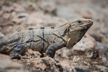 A large wild iguana rests on stones in the shade on a sunny day in the ruins of the ancient Mayan city Tulum. Mexico