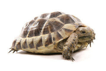 Obraz premium hermann tortoise