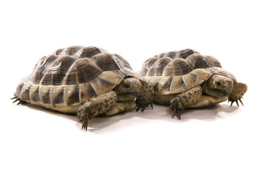 Obraz premium pair hermann tortoises