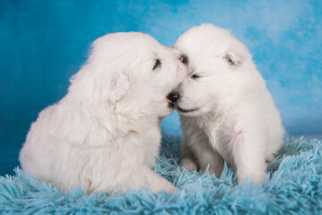 Two small one month old cute white Samoyed puppies dogs