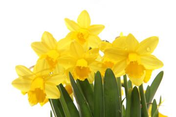 spring daffodils in a studio