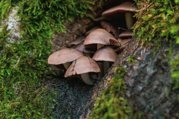 mushrooms on a tree trunk