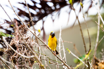 Asian Golden Weaver
