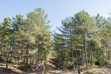 Large pine trees thick high in the forest