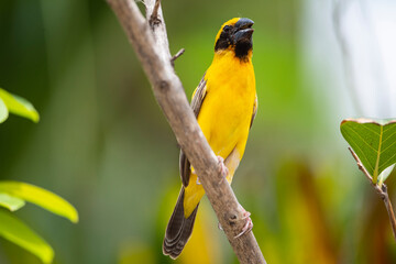 Asian Golden Weaver