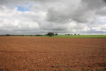 plowed field and sky