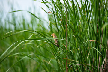 Asian Golden Weaver