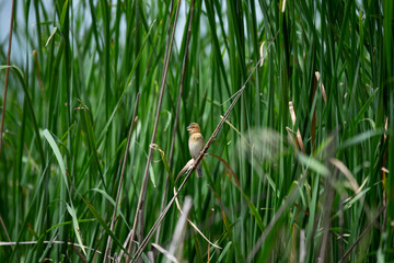 Asian Golden Weaver