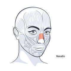 Nasalis. Facial muscles of the female. Detailed bright anatomy isolated on a white background vector illustration
