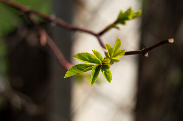 green leaf bud sprouted on the branch of the tree