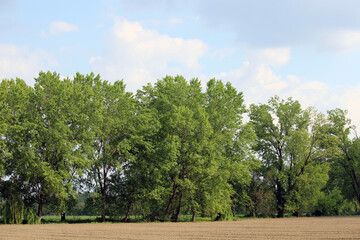 Obraz premium Bosco di alberi frondosi con cielo