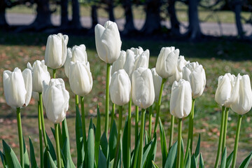 Beautiful white tulips flowering in a park