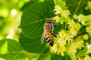 bee honey tilia linden  tree flower background srping isolated blue sky