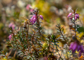 Heidekraut Erika ( Erica herbaceae ) mit Biene